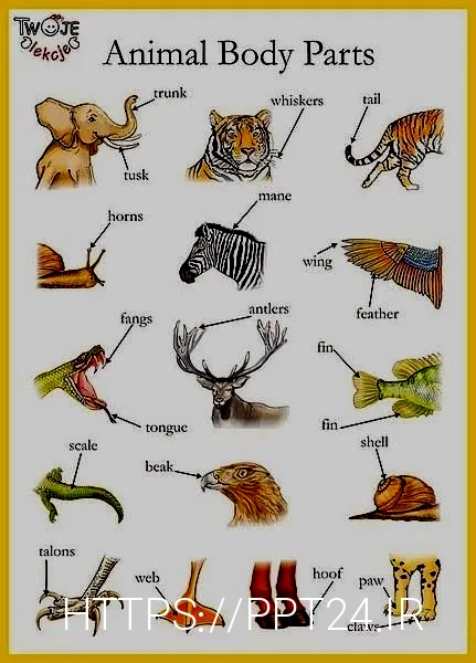What do animals eat
